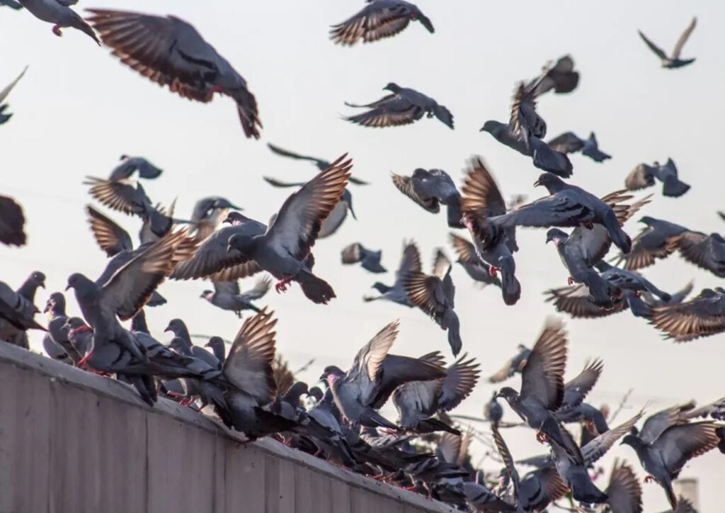 Dissuasion des oiseaux Acrobatica® France