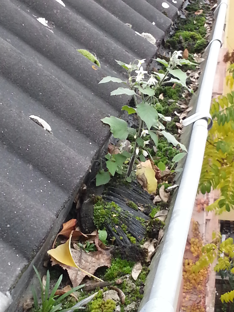 Nettoyer les gouttières : combien ça coûte ? A quelle fréquence faut-il le faire ? On vous explique tout.