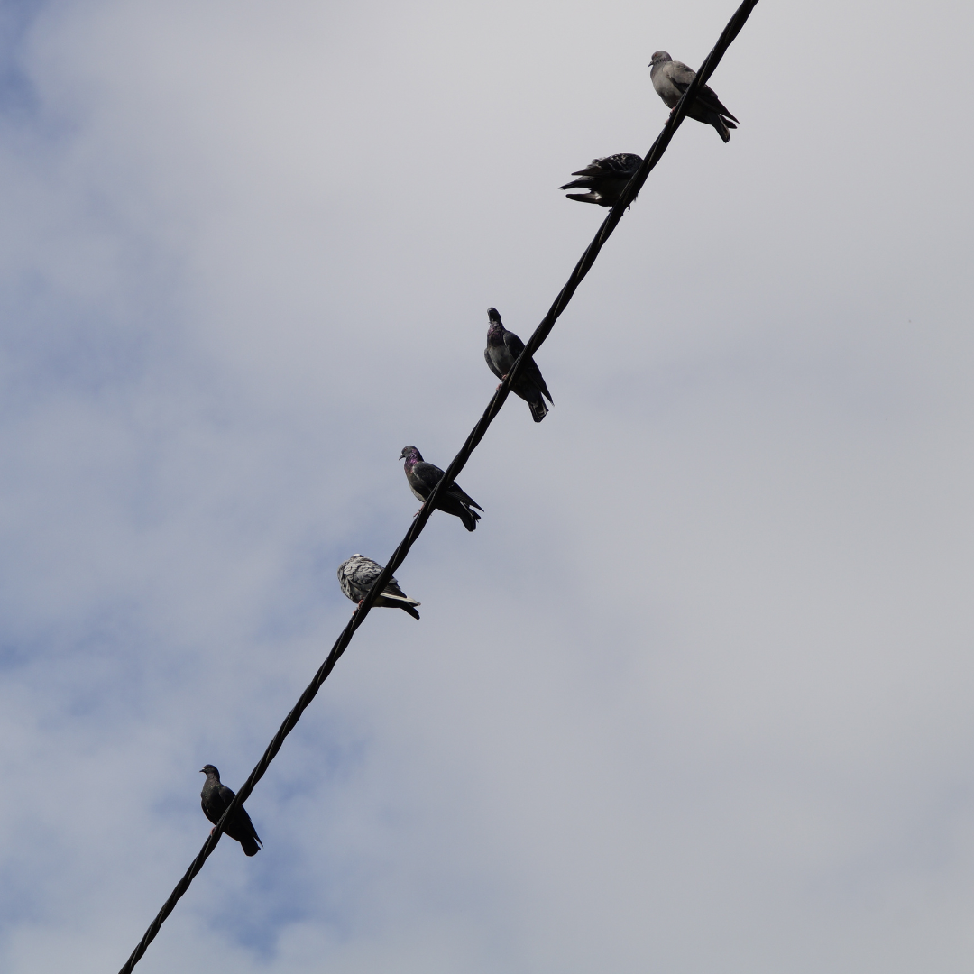 Comment faire fuir les pigeons de votre maison ou bacon ?