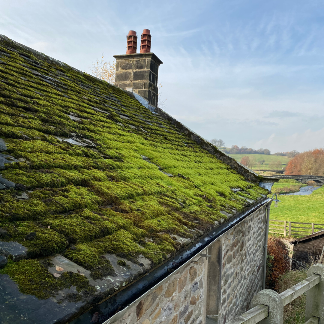 L'importance du démoussage toiture
