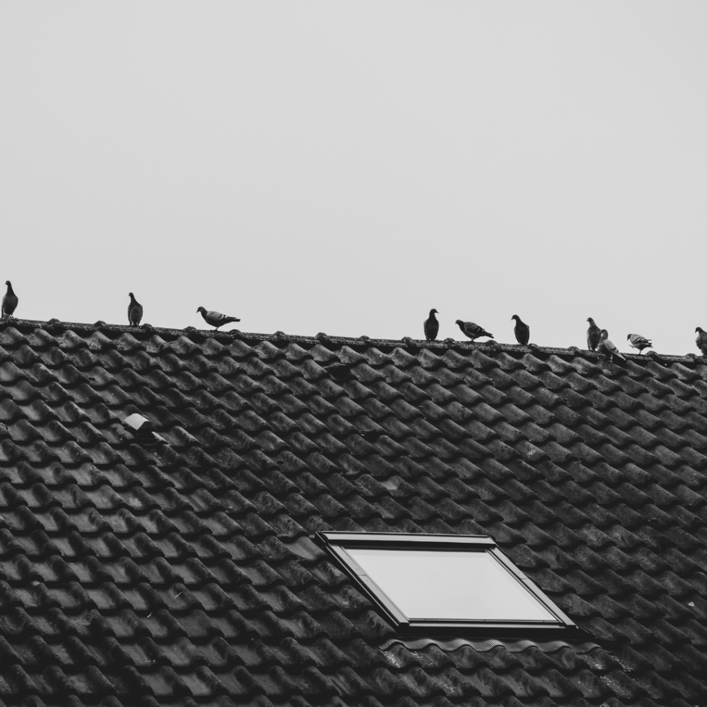 Comment faire fuir les pigeons